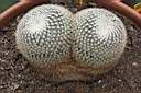 MAMMILLARIA ECHINOCEPHALA.jpg